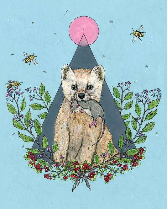 American Marten Print